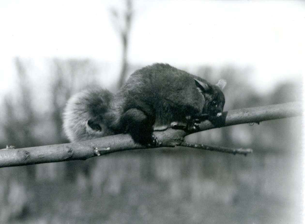 Um Phalanger voador em um galho no zoológico de Londres, fevereiro de 1922 de Frederick William Bond
