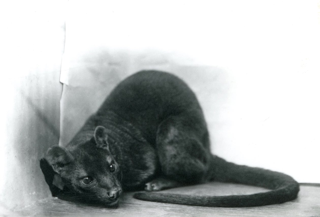 Uma fossa no zoológico de Londres, em novembro de 1912 de Frederick William Bond