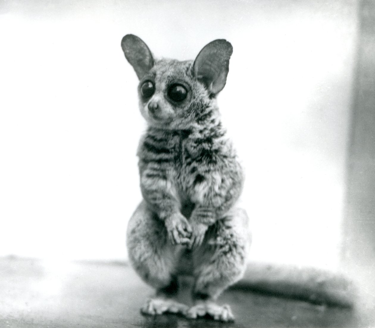 Um galago moholi, ou Mohol bushbaby no zoológico de Londres, 12 de setembro de 1913 de Frederick William Bond