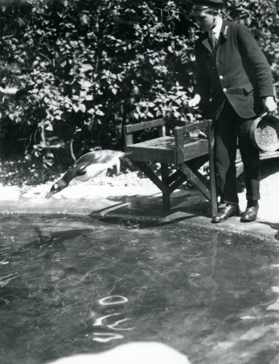 Um pinguim-gentoo mergulha atrás do peixe que o tratador acaba de lançar em sua piscina, o zoológico de Londres, em junho de 1914 de Frederick William Bond
