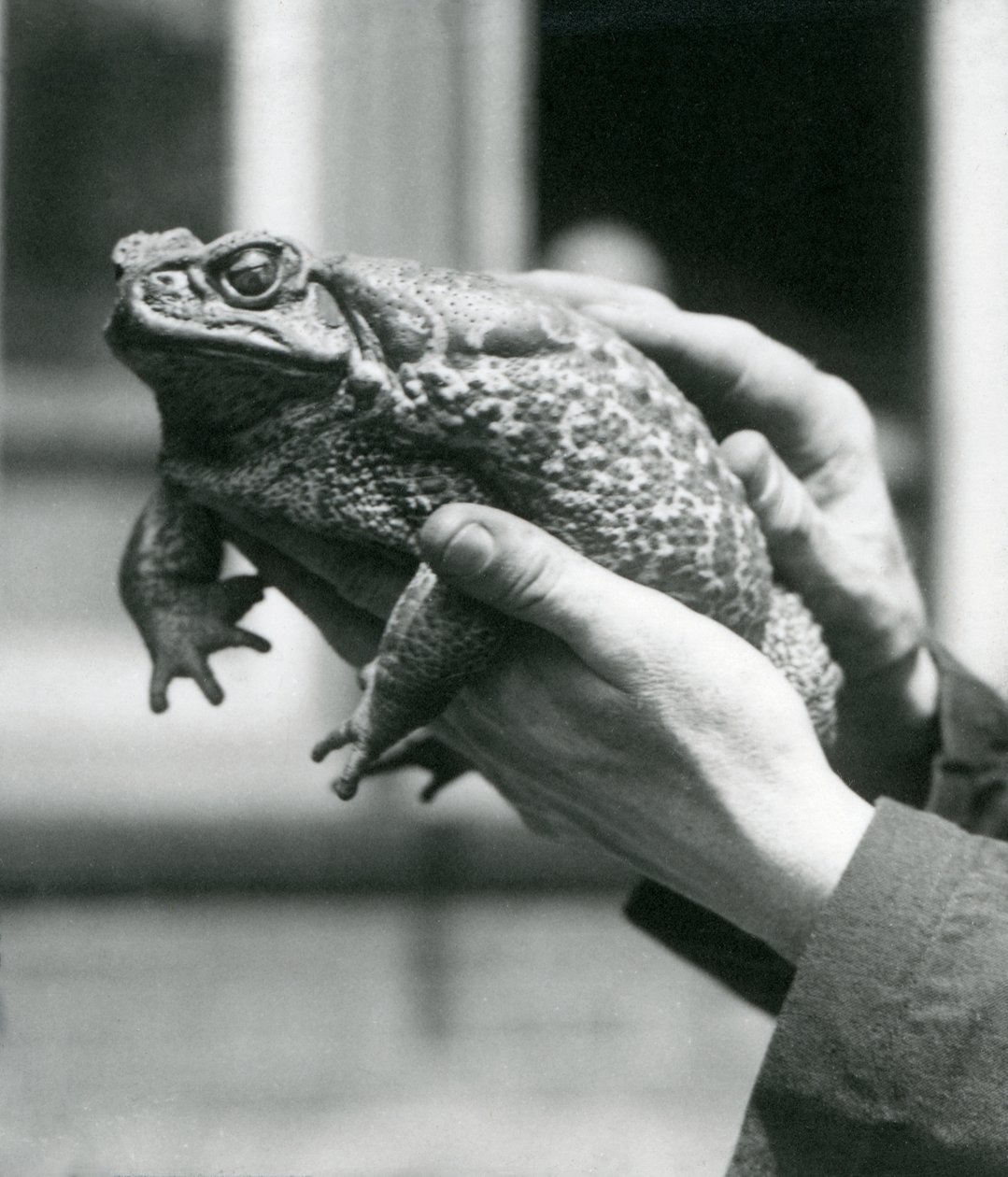 Um sapo GiantCaneMarine que está sendo mantido em suas mãos dos guardadores, jardim zoológico de Londres, agosto de 1923 (foto do bw) de Frederick William Bond