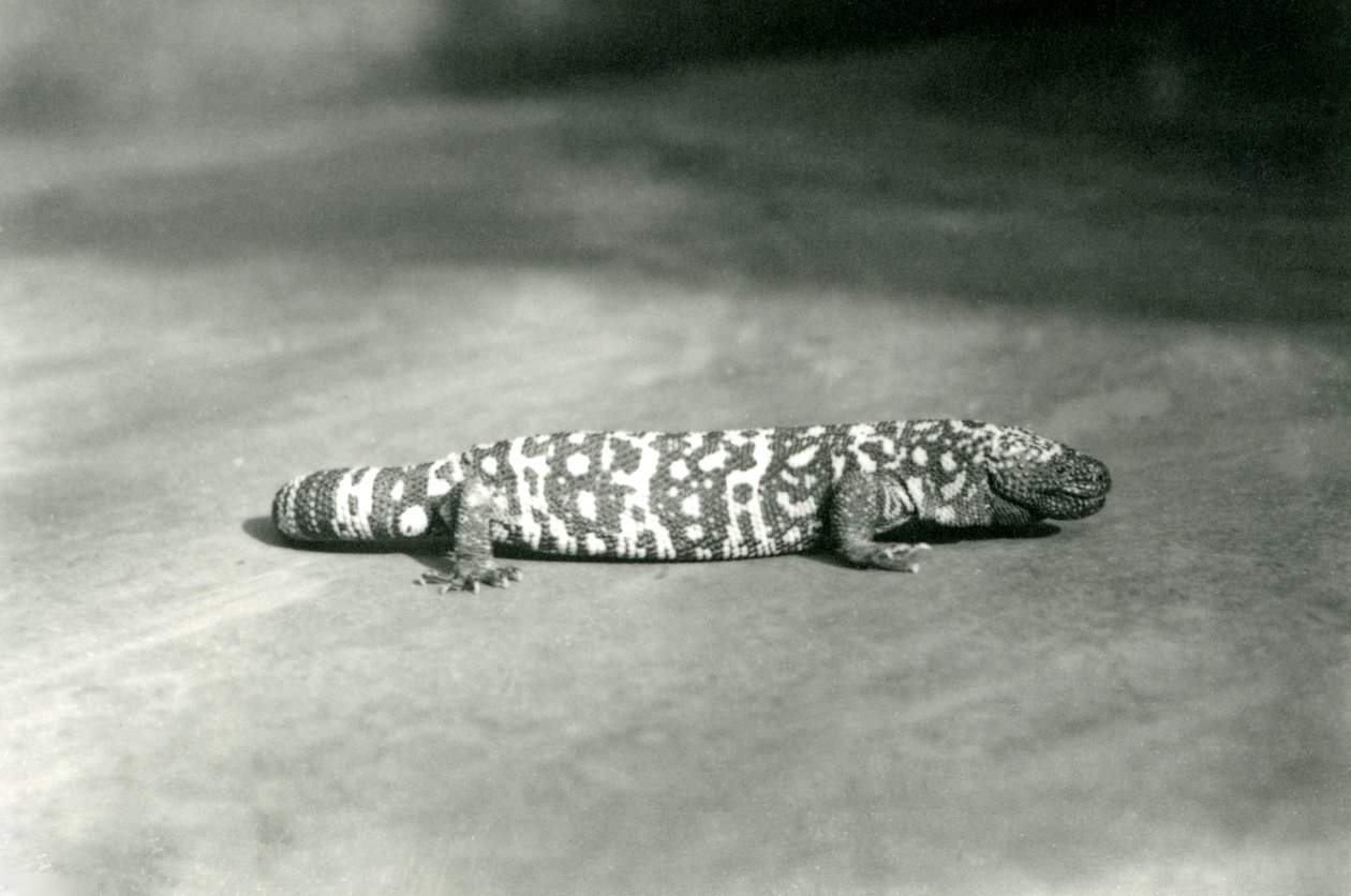 Um Monstro de Gila no Zoológico de Londres, em setembro de 1923 (foto bw) de Frederick William Bond