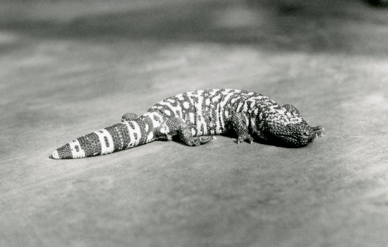 Um Monstro de Gila no Zoológico de Londres, em setembro de 1923 (foto bw) de Frederick William Bond