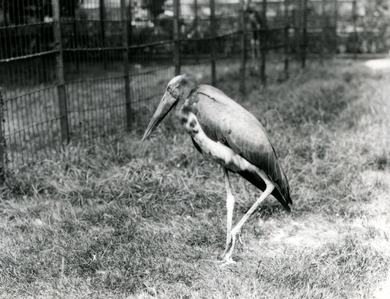 Ajudante de Javan, em pé no zoológico de Londres, em setembro de 1923 (foto bw) de Frederick William Bond