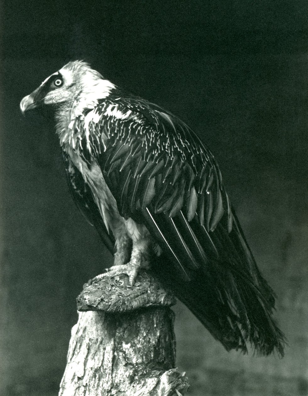 Um Lammergier, ou urubu-barbudo, no zoológico de Londres, em junho de 1914 de Frederick William Bond