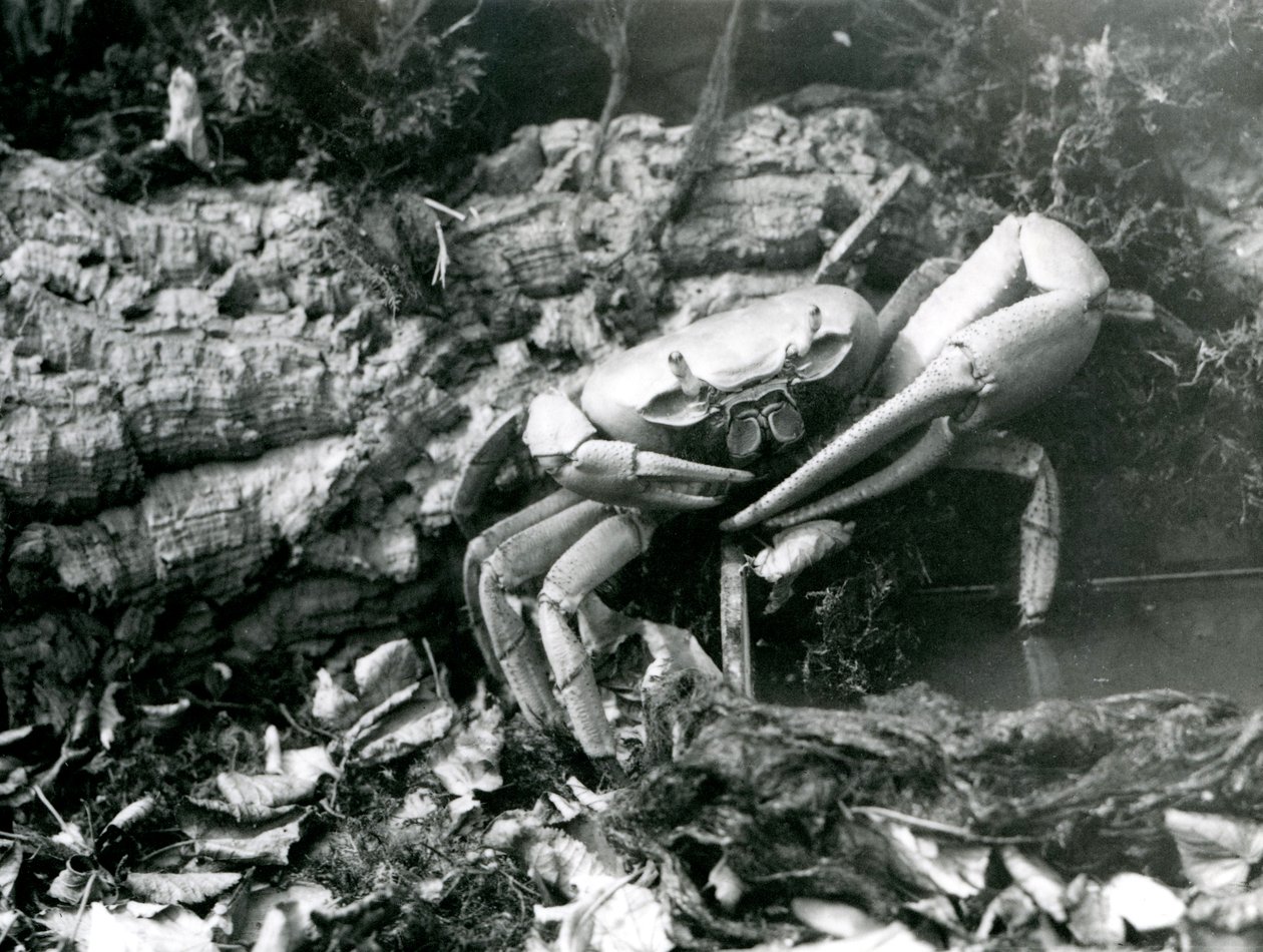 Um caranguejo terrestre no zoológico de Londres, em maio de 1922 de Frederick William Bond
