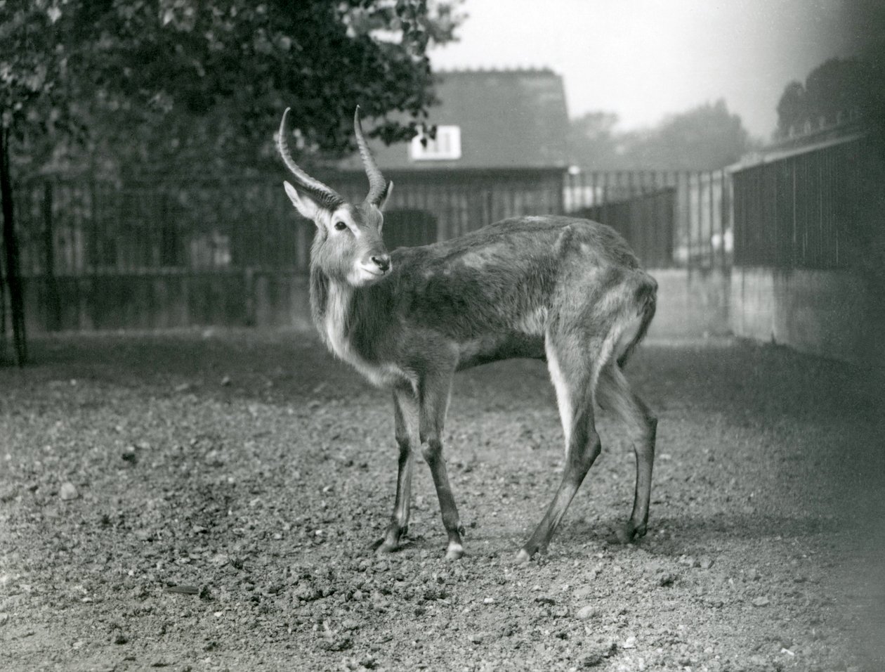 Um Lechwe no zoológico de Londres, setembro de 1921 de Frederick William Bond