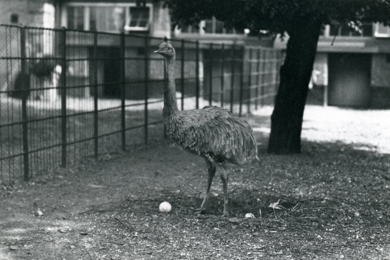 Um Rhea de Lesser ou de Darwin que está em seu ninho com dois ovos, jardim zoológico de Londres, maio 1914 de Frederick William Bond