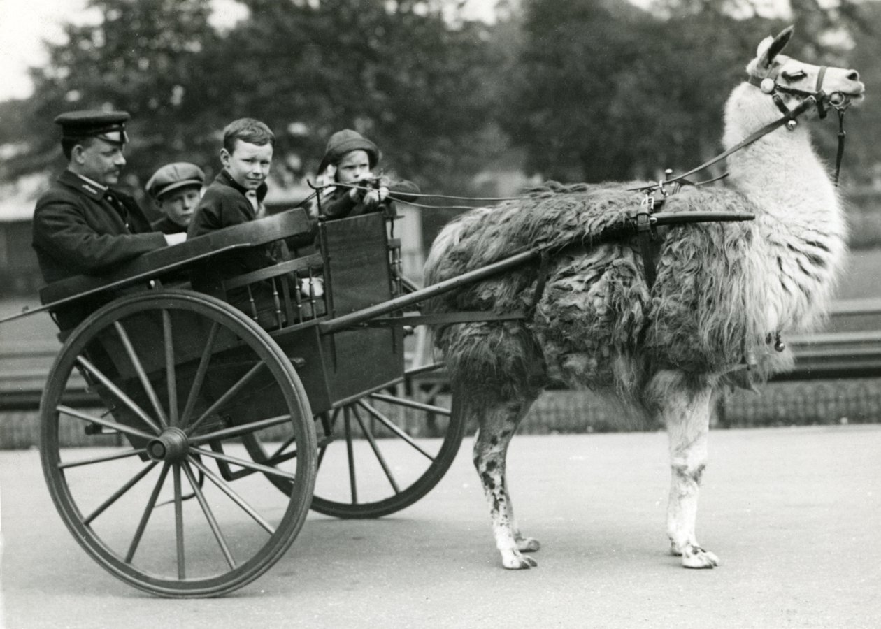 Um passeio de carrinho de lhama com guardião e crianças no zoológico de Londres, em maio de 1914 de Frederick William Bond