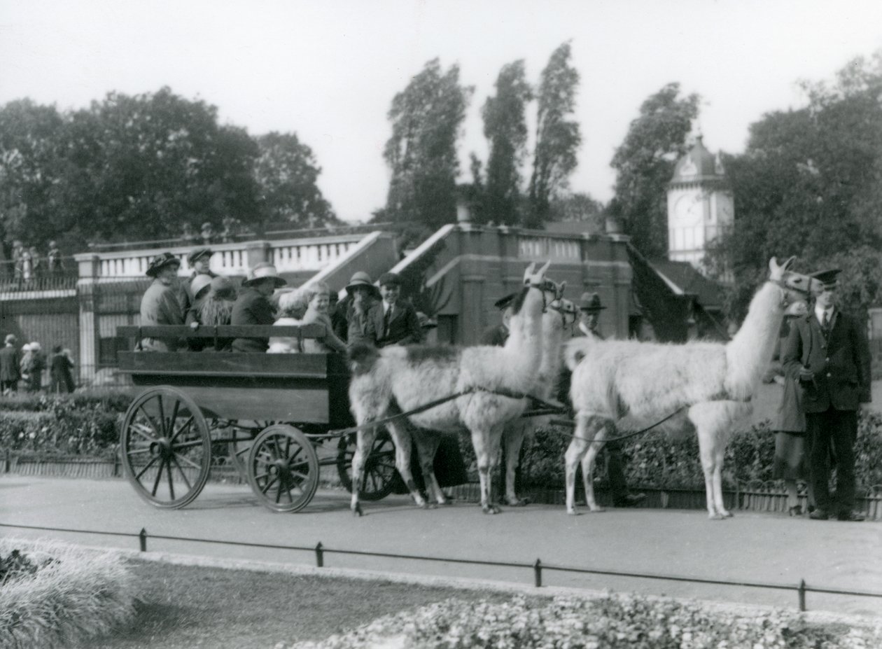Um passeio de carrinho de lhama para visitantes com três Lhamas sendo liderados por Keepers, Zoológico de Londres, em agosto de 1923 (foto bw) de Frederick William Bond
