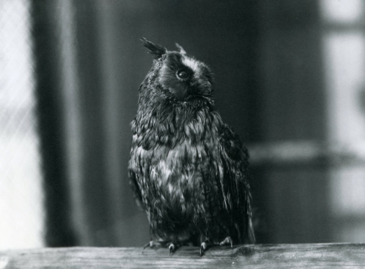 Uma coruja de orelhas compridas no zoológico de Londres, janeiro de 1922 de Frederick William Bond