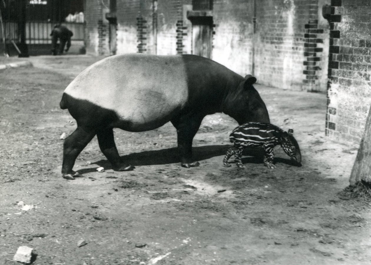 Uma anta malaia com seu bebê de 4 dias no Zoológico de Londres, julho de 1921 de Frederick William Bond