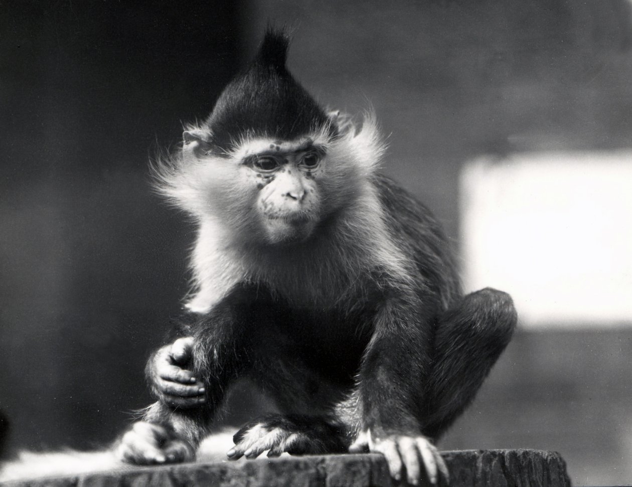 Um macaco Mangabey, Freckles, no ZSL London Zoo, de julho de 1925 de Frederick William Bond