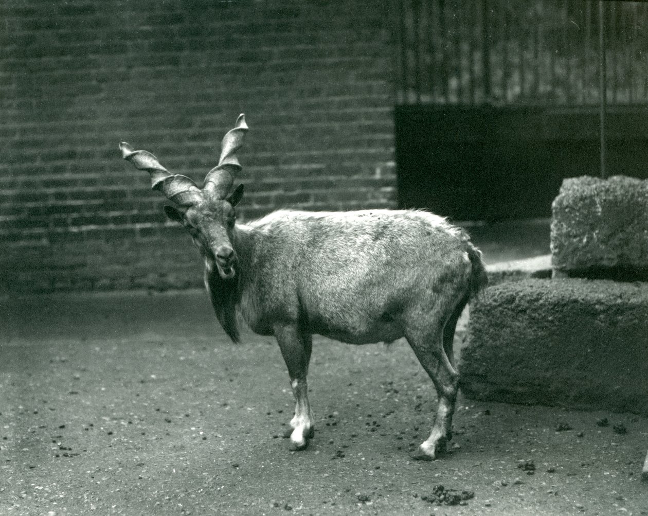 Um Markhor no Zoológico de Londres, em junho de 1914 de Frederick William Bond