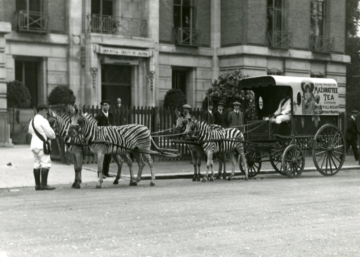Um carrinho de chá Mazawattee, desenhado por uma equipe de zebras, fora dos escritórios do Regent&39;s Park da Sociedade Zoológica de Londres, em junho de 1914 de Frederick William Bond
