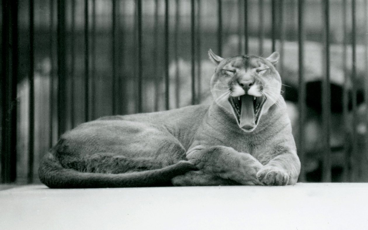 Um leão da montanha bocejando no zoológico de Londres, 1928 de Frederick William Bond