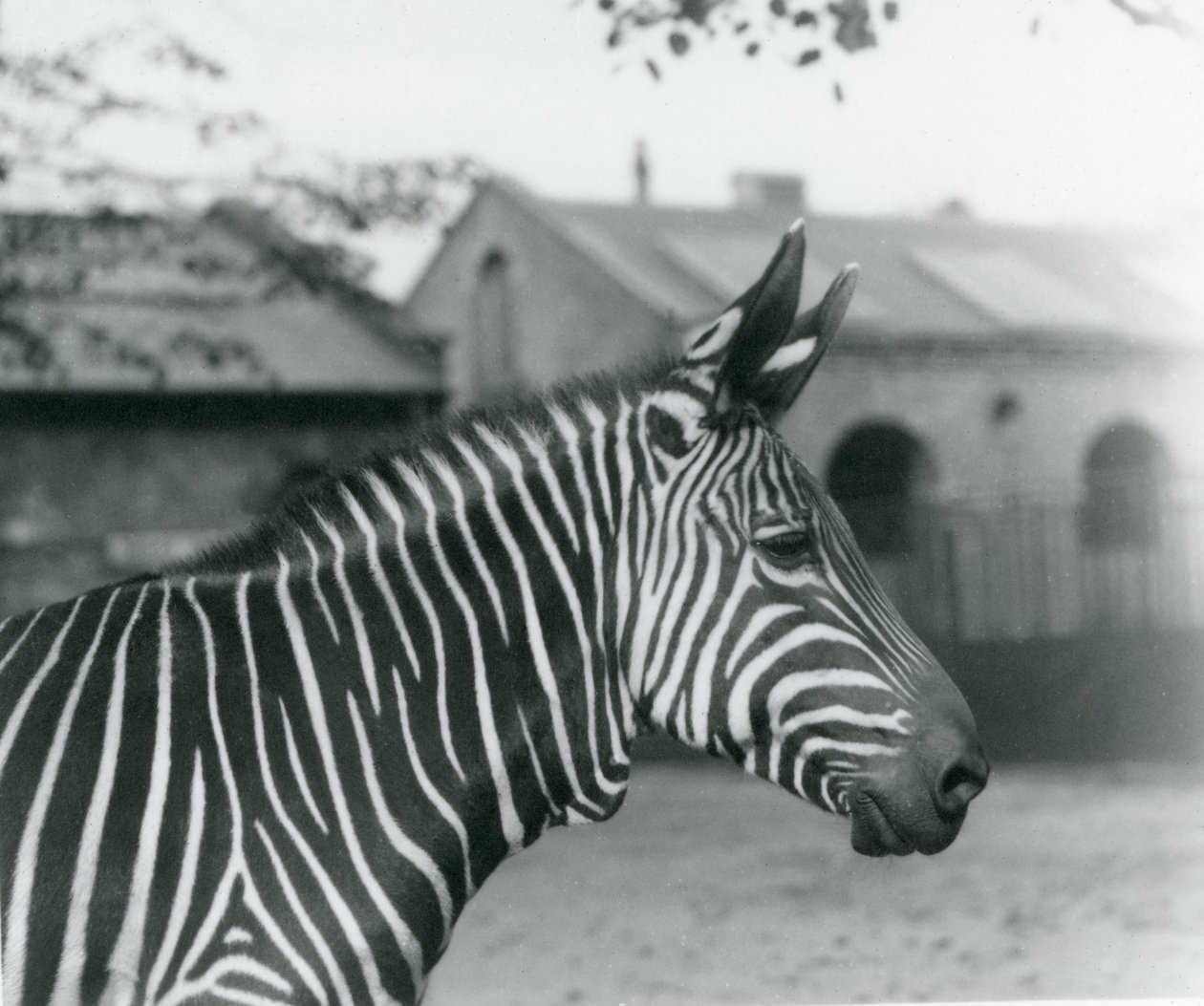 Uma zebra de montanha no zoológico de Londres, em setembro de 1921 de Frederick William Bond