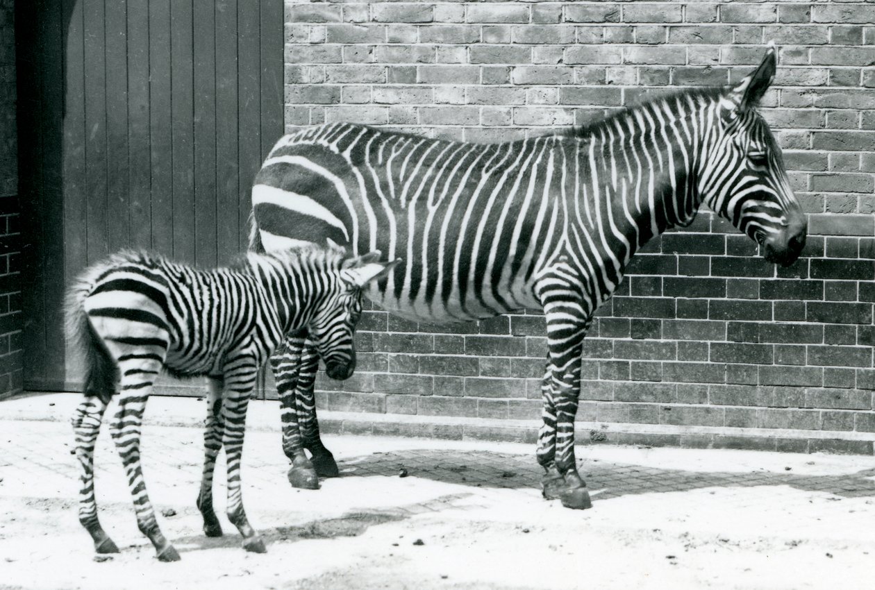 Uma zebra de montanha com seu potro híbrido (zebra de montanha x zebra de Chapman) no jardim zoológico de Londres, 1915 de Frederick William Bond