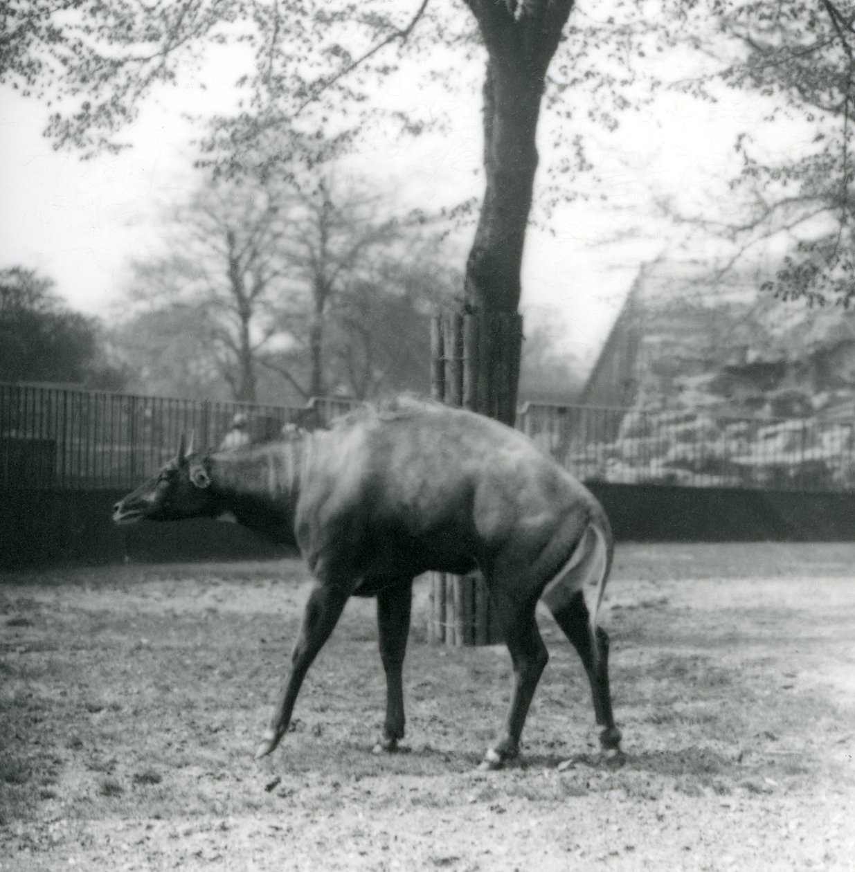 Um Nilgai, ou antílope asiático no zoológico de Londres, abril de 1923 (foto bw) de Frederick William Bond
