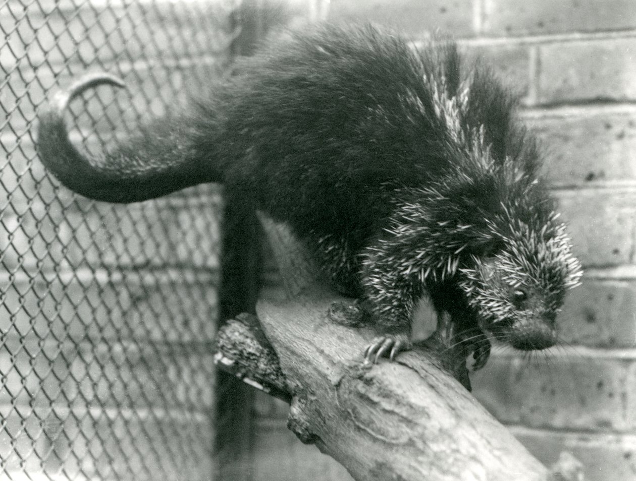 Um porco-espinho norte-americano, em um ramo em seu recinto, no zoológico de Londres em 1923 (foto bw) de Frederick William Bond