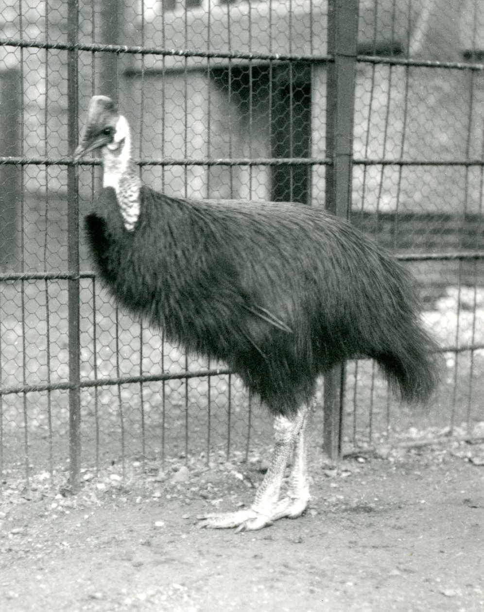 Um Casuar do Norte no Zoológico de Londres, outubro de 1914 de Frederick William Bond