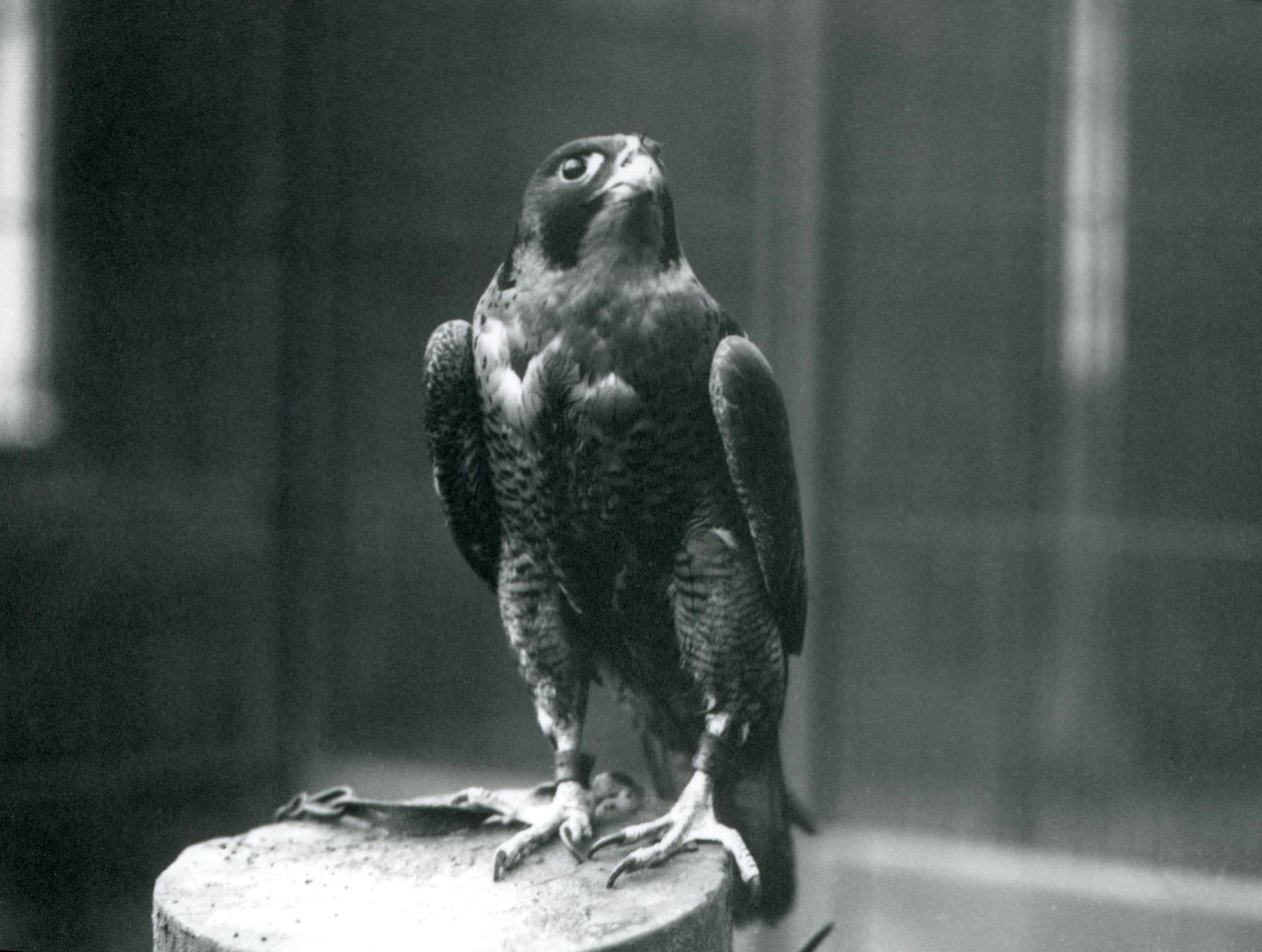 Um Falcão Peregrino no Zoológico de Londres, janeiro de 1922 de Frederick William Bond