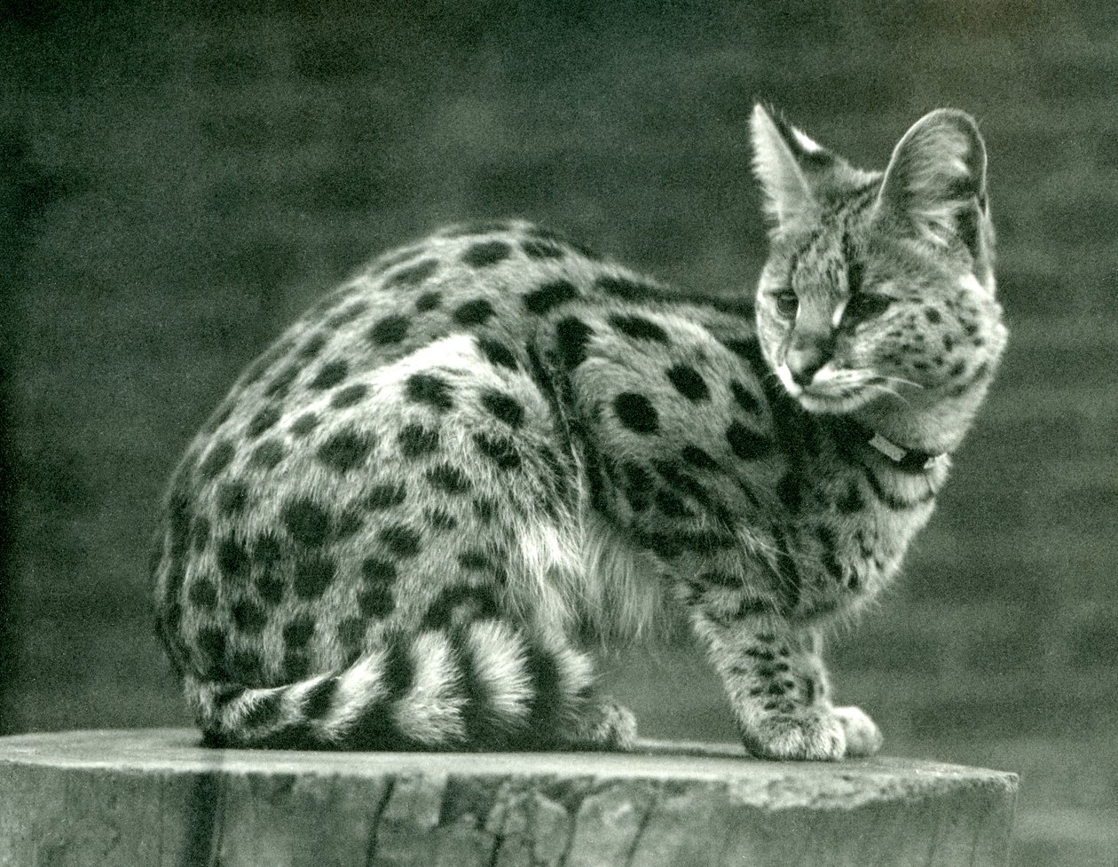 Um Serval no zoológico de Londres, 1923 (bw photo) de Frederick William Bond