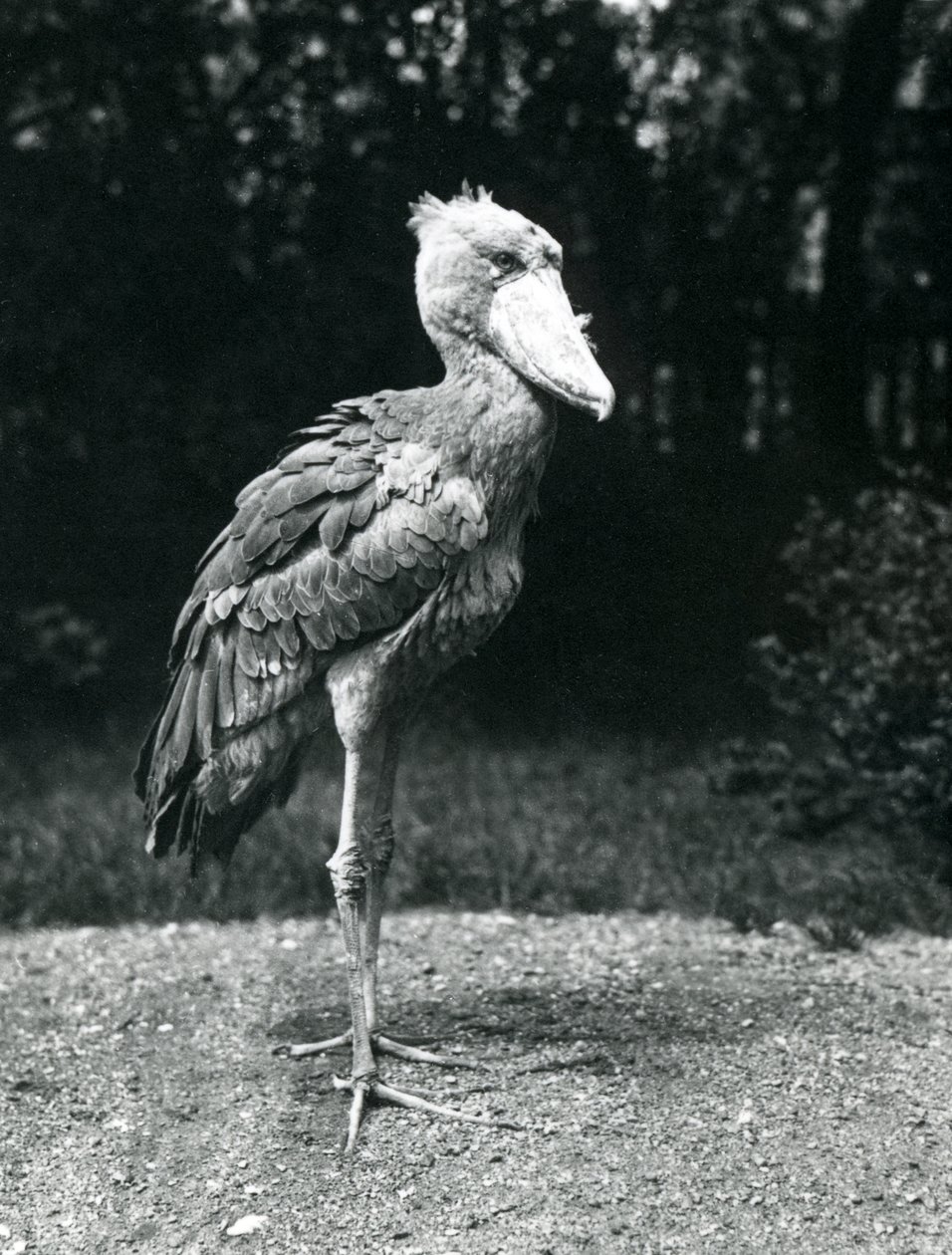 Um Shoebill ou cegonha com cabeça de baleia no zoológico de Londres, em junho de 1914 de Frederick William Bond