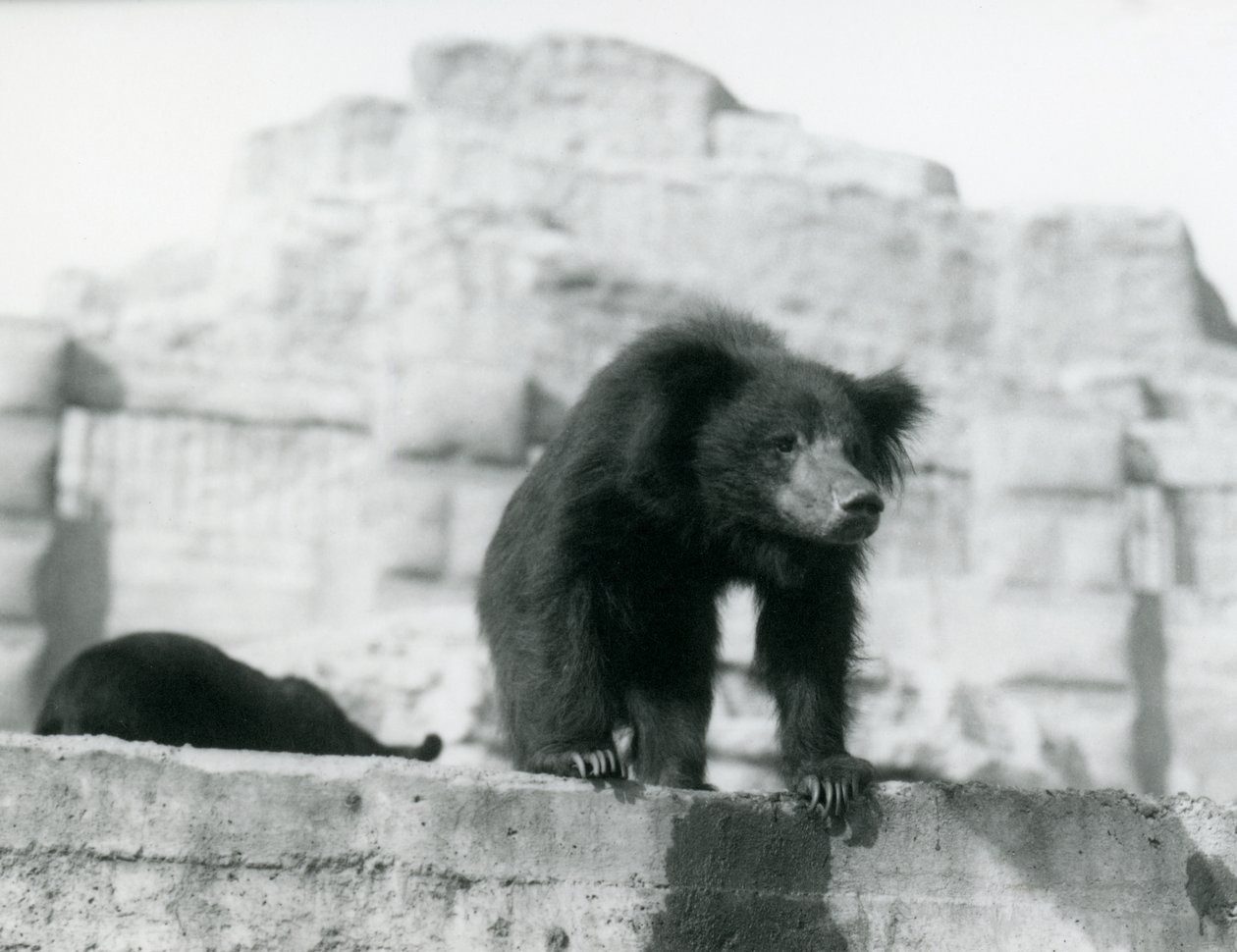 Um urso de preguiça olha para baixo de seu recinto em frente ao Mappin Terraces, zoológico de Londres, em setembro de 1914 (foto vw) de Frederick William Bond