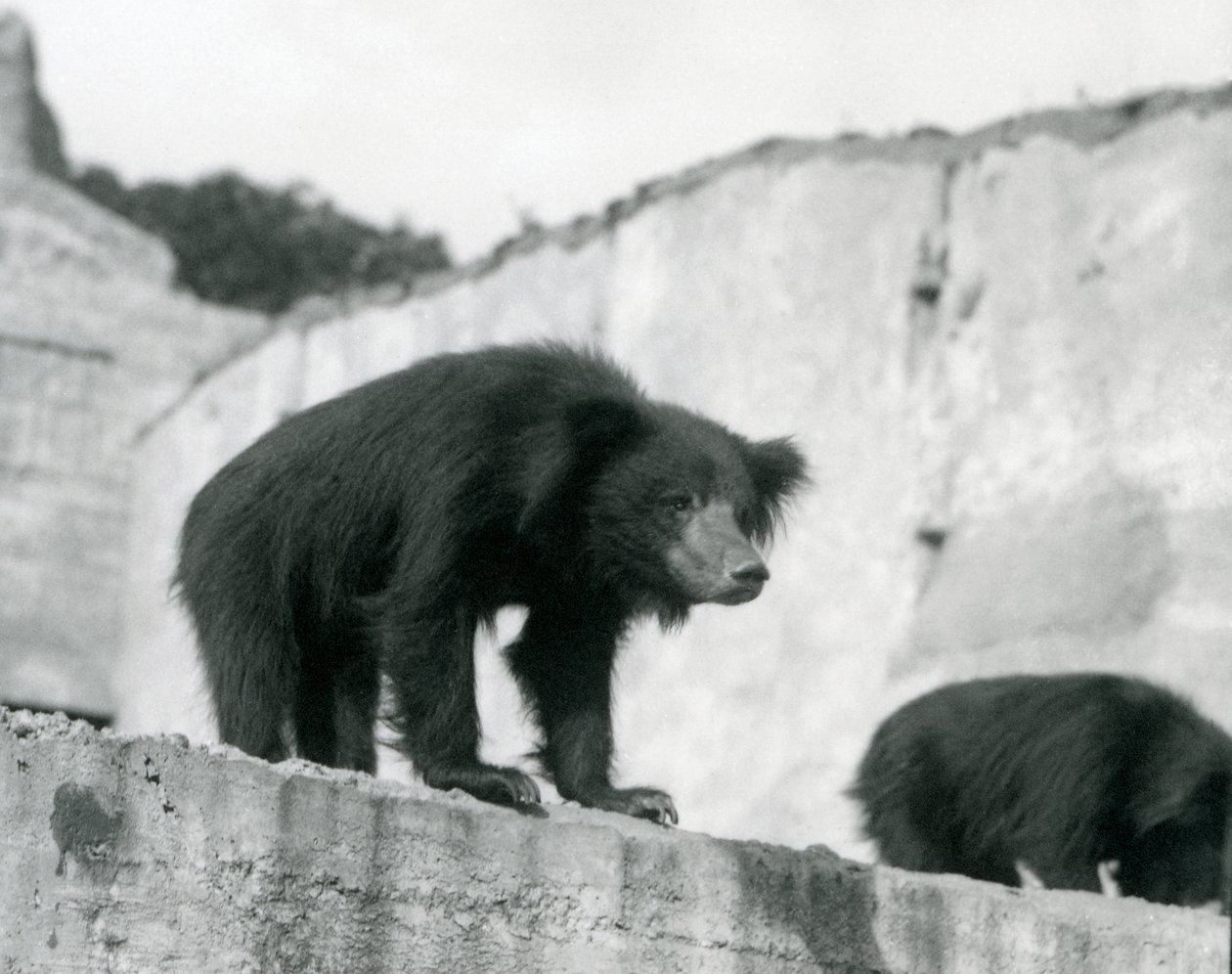 Um urso de preguiça olha para baixo de seu recinto em frente ao Mappin Terraces, zoológico de Londres, em setembro de 1914 (foto vw) de Frederick William Bond