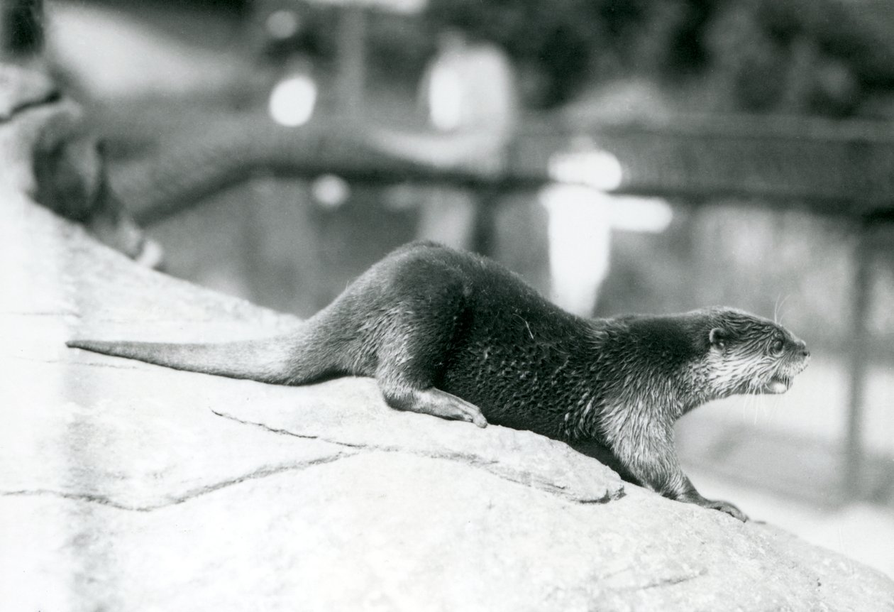 Uma lontra com garras pequenas no zoológico de Londres, em agosto de 1913 de Frederick William Bond