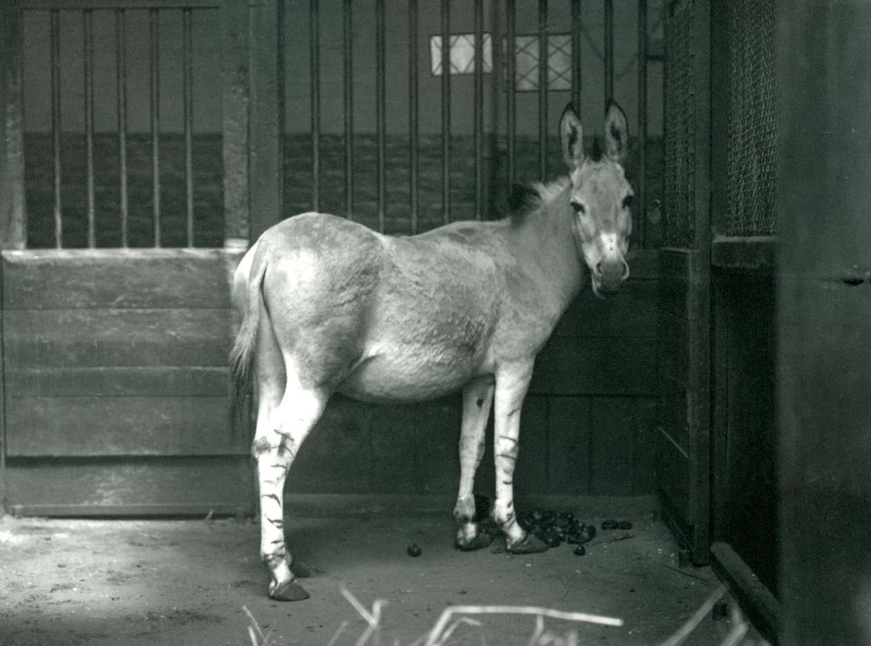 Uma bunda selvagem somali no zoológico de Londres, 1915. A bunda selvagem da Somália é uma subespécie em extinção da bunda selvagem africana. de Frederick William Bond