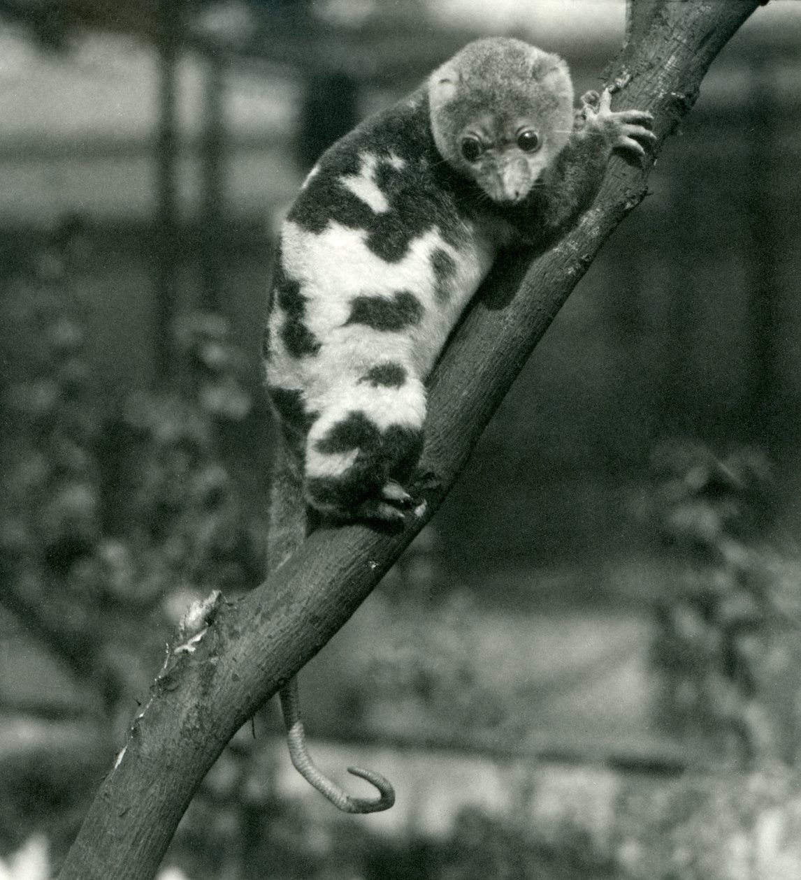 Um Cuscus malhado olhando de um galho no zoológico de Londres, em setembro de 1914 de Frederick William Bond