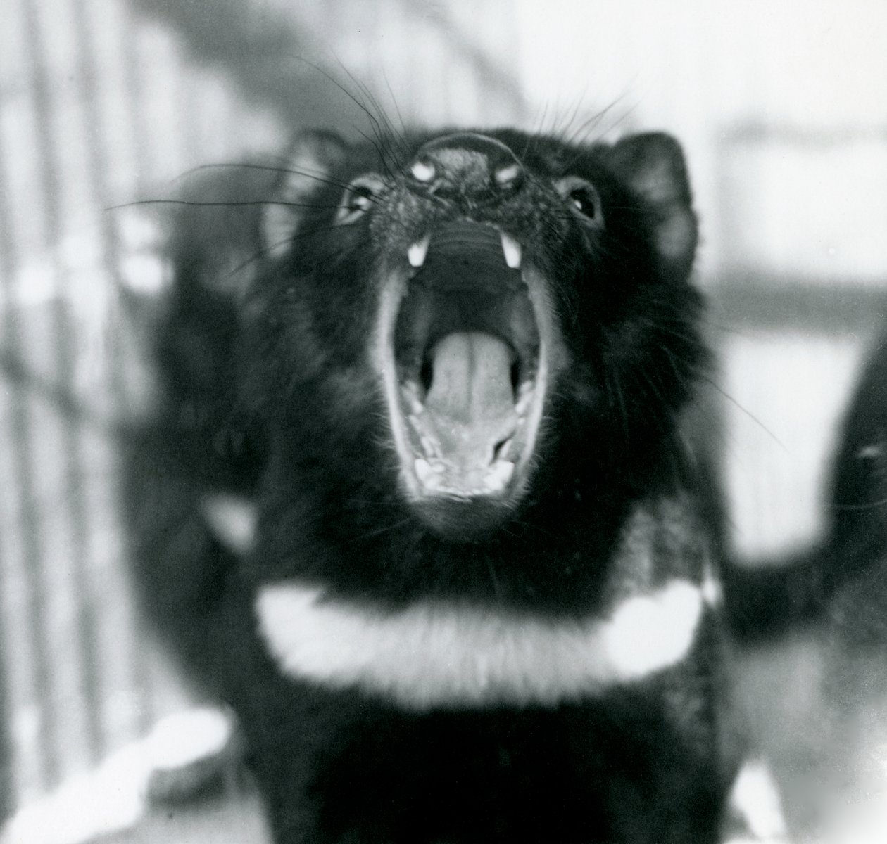 Um diabo da Tasmânia no Zoológico de Londres, setembro de 1914 de Frederick William Bond