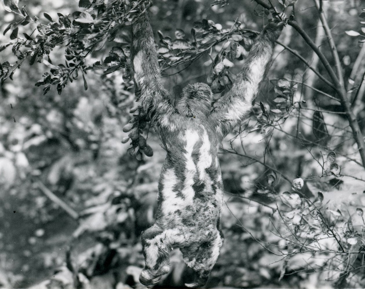 Uma preguiça Três-toed que pendura de um ramo frondoso no jardim zoológico de Londres. Agosto de 1920 de Frederick William Bond