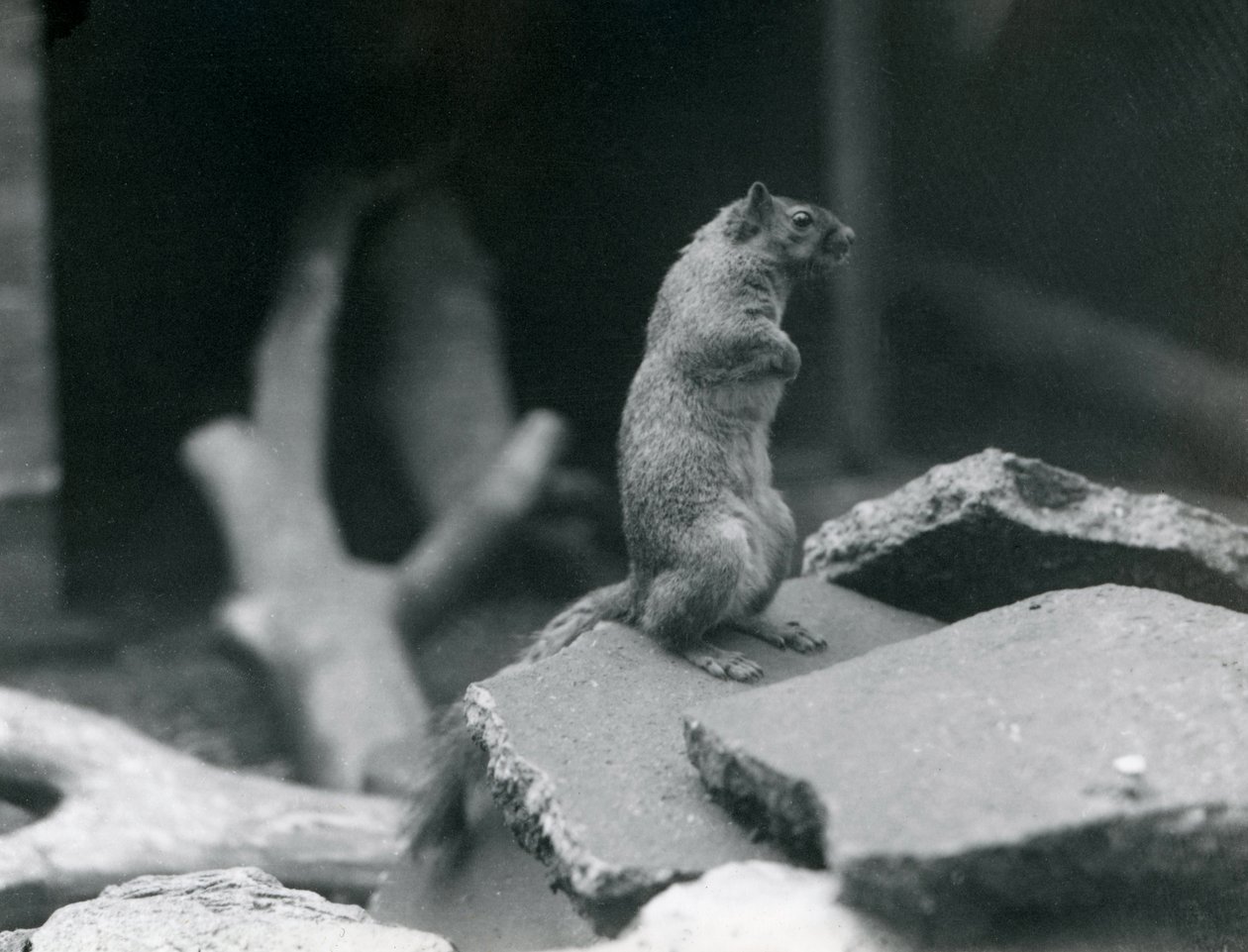 Um Vulpine ou um esquilo de Fox empoleiraram-se em rochas no jardim zoológico de Londres. Agosto de 1916 de Frederick William Bond
