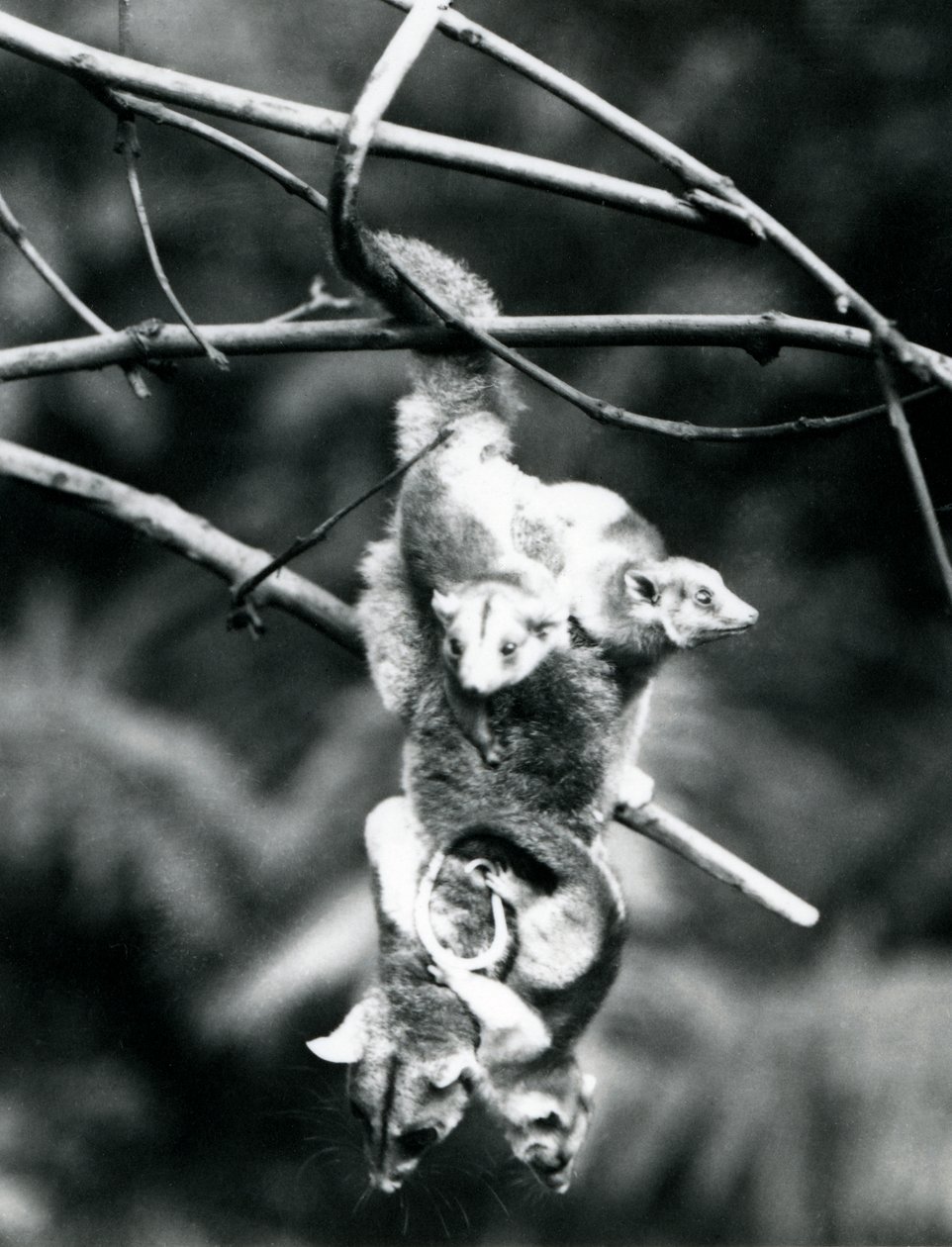 A Woolly Opossum, com seus três jovens agarrados a ela, pendura de um galho usando sua cauda preênsil, o zoológico de Londres, em setembro de 1913 de Frederick William Bond