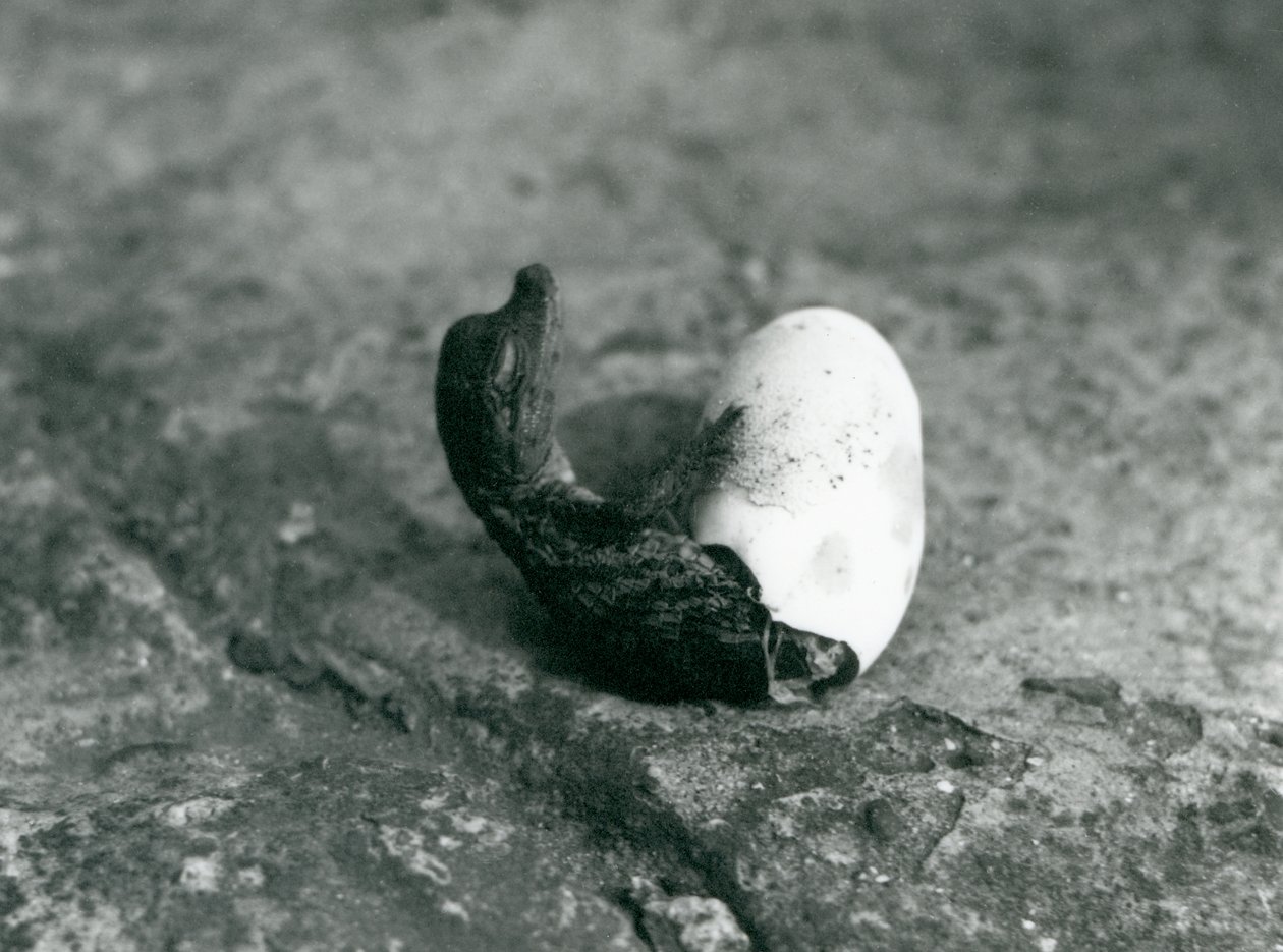 Um, bebê, jacaré americano, emergir, de, seu, ovo, londres, jardim zoológico, 1922, (bw, photo) de Frederick William Bond
