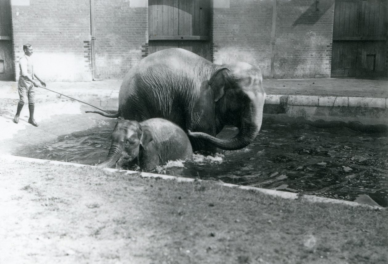Um bebê elefante asiático e fêmea adulta, Lukhi, tomando banho em sua piscina, com seu treinador ao lado da piscina, 1923 (bw foto) de Frederick William Bond