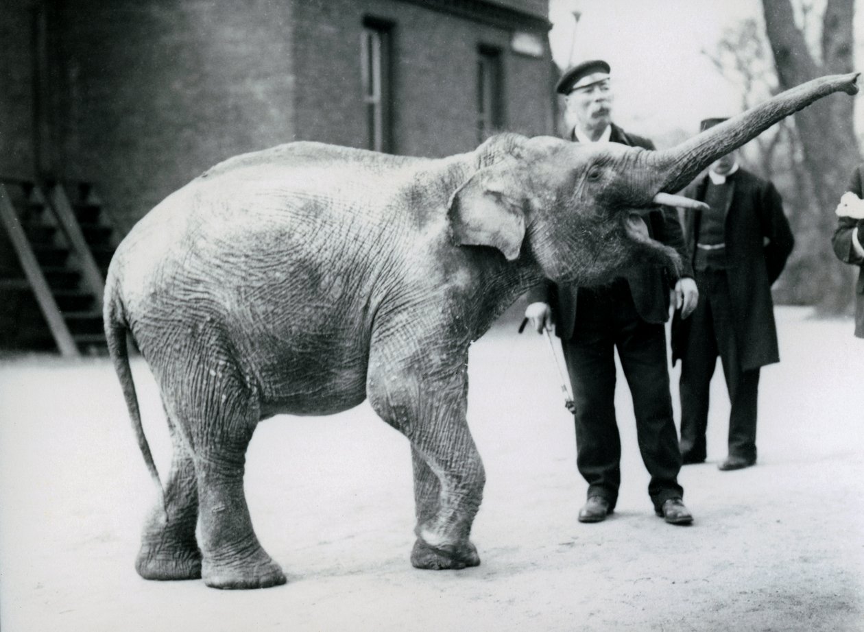 Um, bebê, elefante asiático, levantamento, seu, &39;trunk, em, um, keeper, enquanto, outro, keepers, olhe de Frederick William Bond