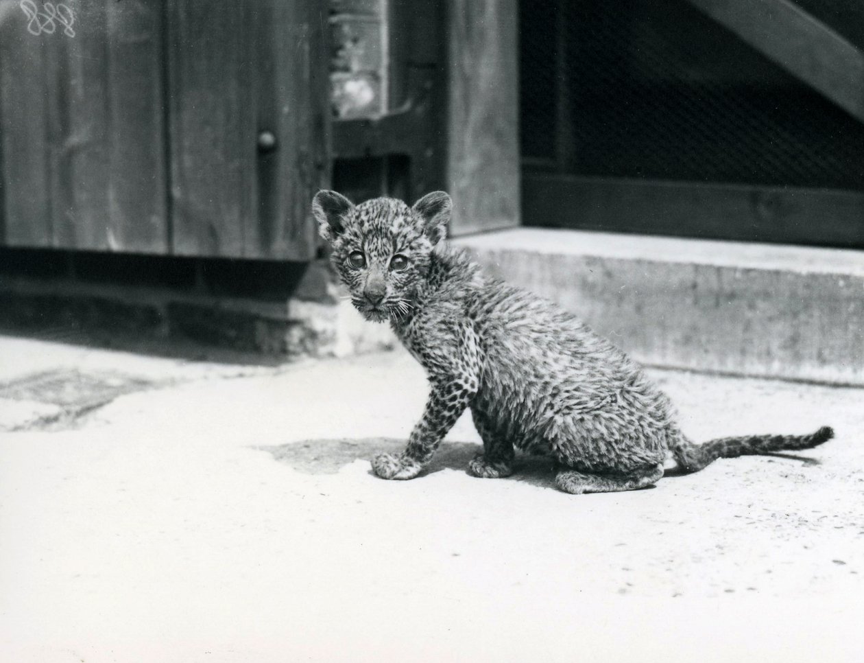 Um bebê leopardo no zoológico de Londres, em junho de 1915 de Frederick William Bond