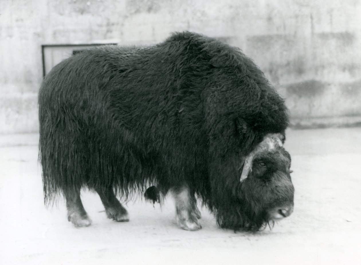Boi almiscarado feminino no Zoológico de Londres, abril de 1923 (foto bw) de Frederick William Bond