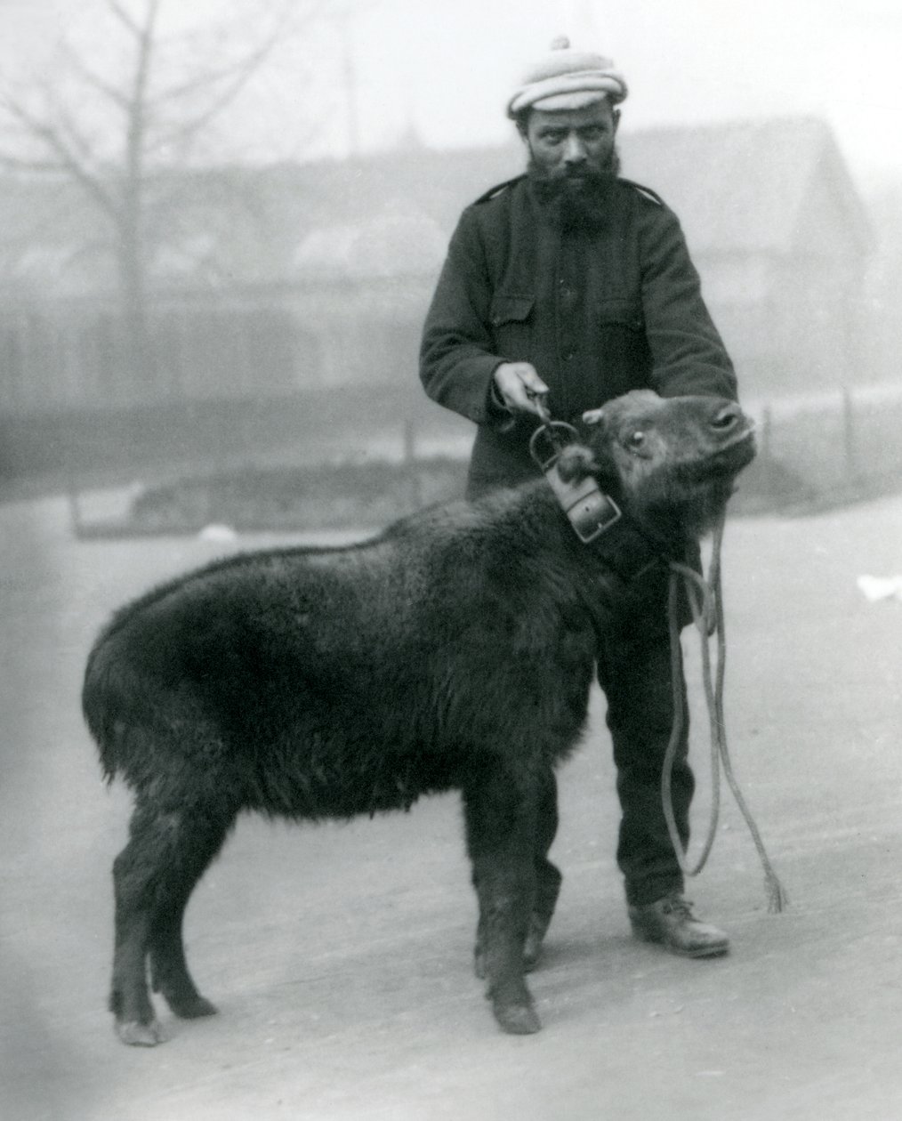 Um takin feminino, também conhecido como gado camurça ou gnu cabra com manipulador, zoológico de Londres, de abril de 1923 (bw foto) de Frederick William Bond