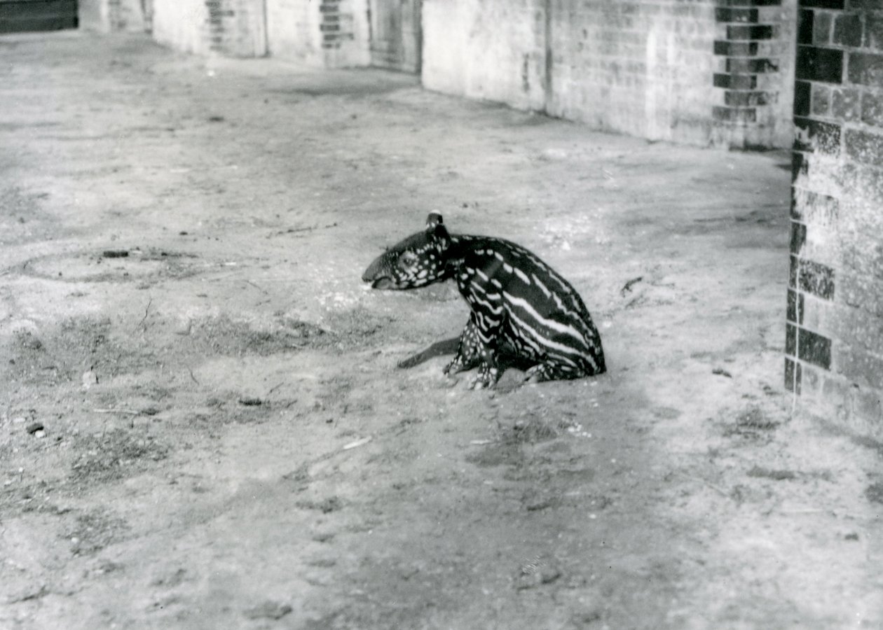 Uma anta malaia de quatro dias no Zoológico de Londres, julho de 1921 de Frederick William Bond