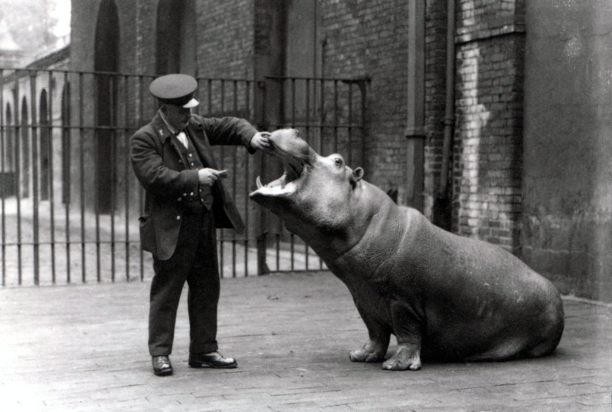 Um goleiro, Ernie Bowman, e Bobbie, o hipopótamo do zoológico de Londres, em 1923 de Frederick William Bond