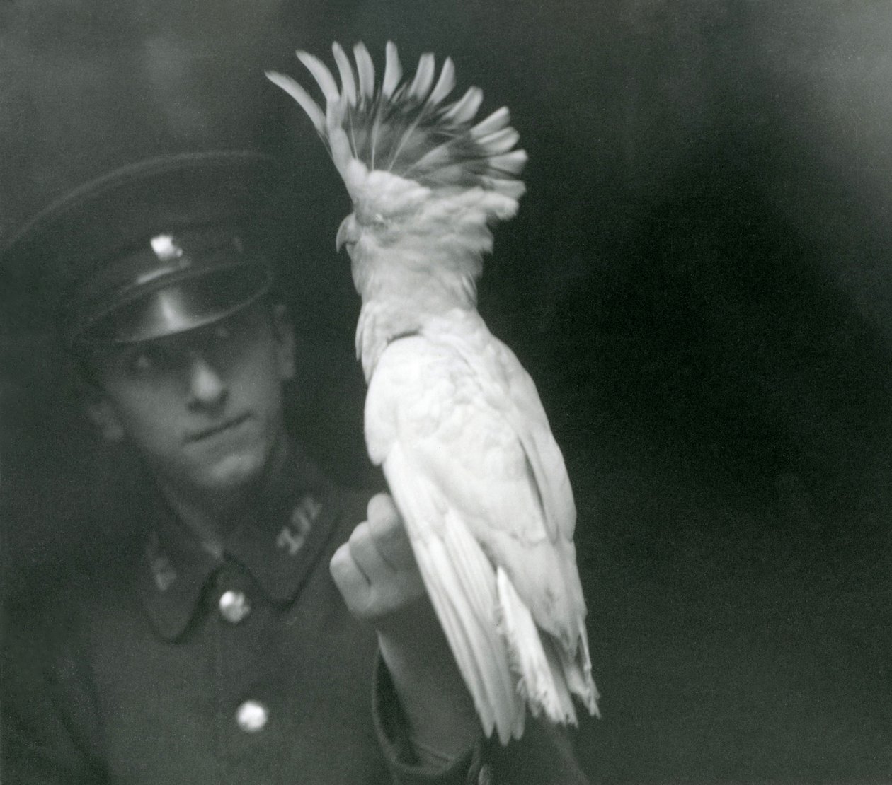 Um goleiro segura uma jovem cacatua no zoológico de Londres, em setembro de 1921 de Frederick William Bond