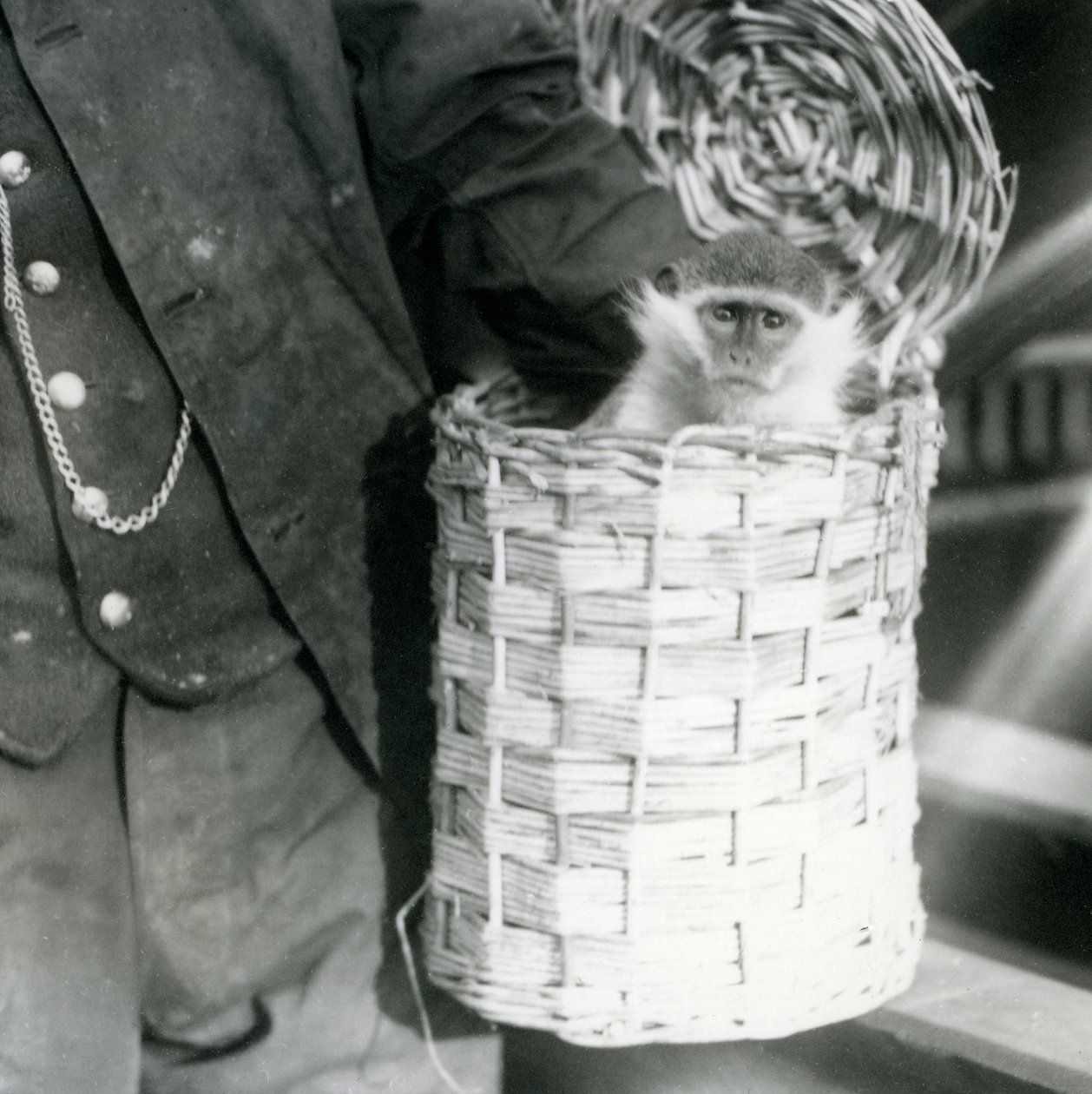 Um goleiro segura um Macaco do Velho Mundo, gênero Ceropithecus, em uma cesta, London Zoo, em dezembro de 1922 (foto bw) de Frederick William Bond