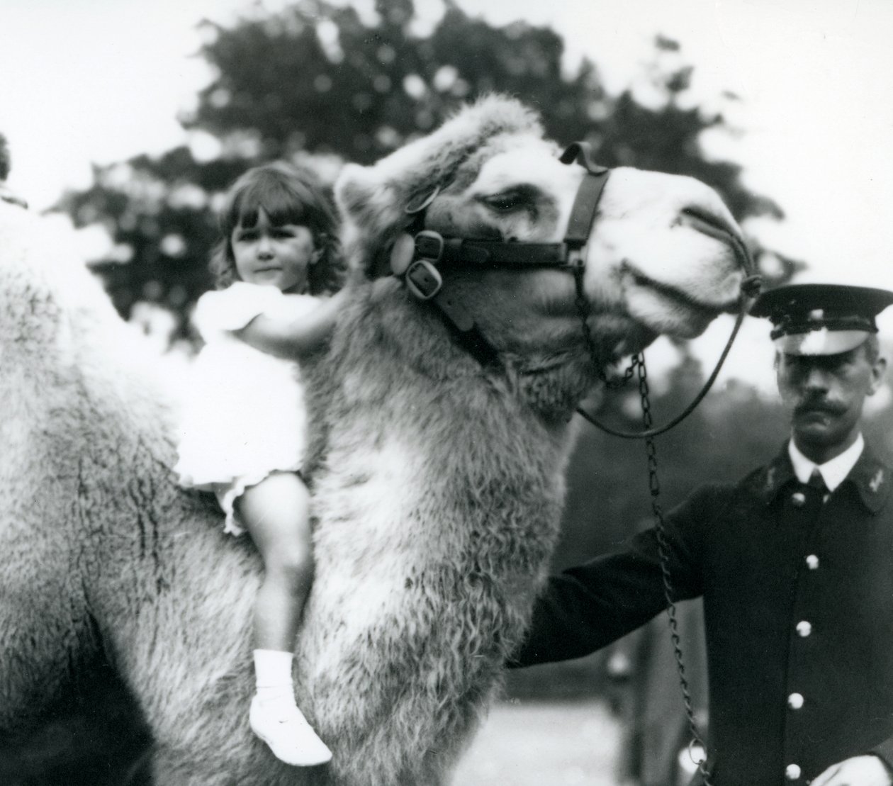 Um guardião com um camelo bactriano que está dando uma jovem uma carona em seu pescoço, London Zoo, em setembro de 1922 (foto bw) de Frederick William Bond