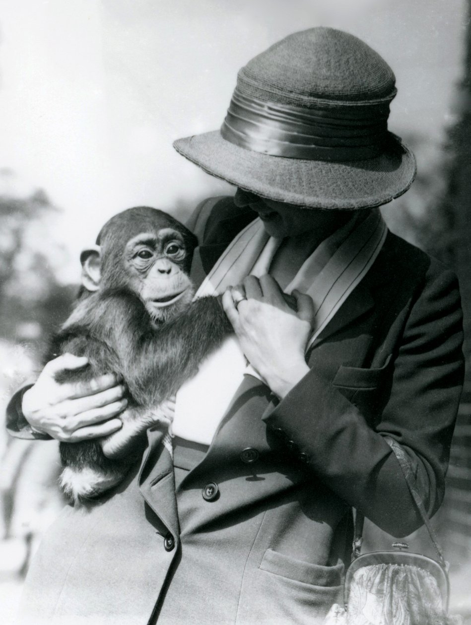 Uma senhora segura um jovem chimpanzé no Zoológico de Londres, em junho de 1922 de Frederick William Bond