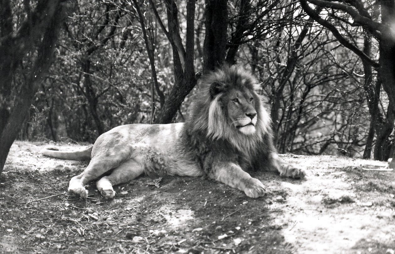 Um leão deitado fotografado no zoológico de Whipsnade, 1935 de Frederick William Bond